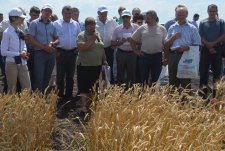 Field Day in Kursk Oblast